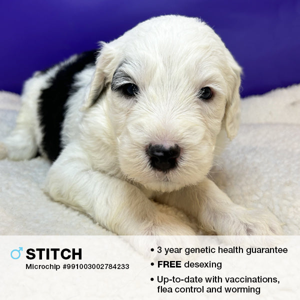 Stitch the Sheepadoodle