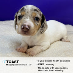 Toast the Miniature Dachshund