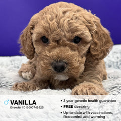 Vanilla the Cavoodle