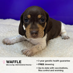 Waffle the Miniature Dachshund