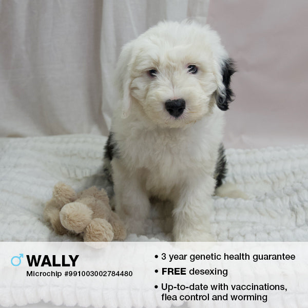 Wally the Old English Sheepdog