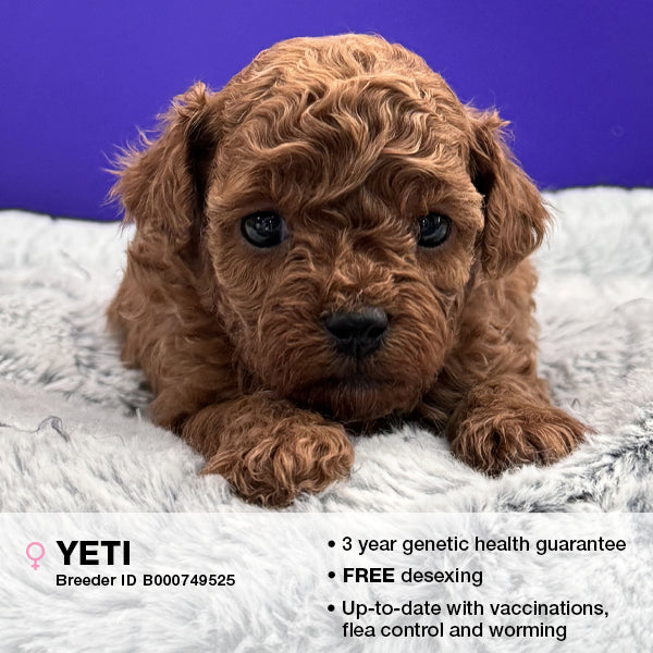 Yeti the Cavoodle