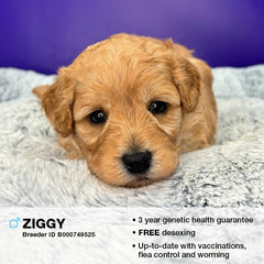 Ziggy the Cavoodle