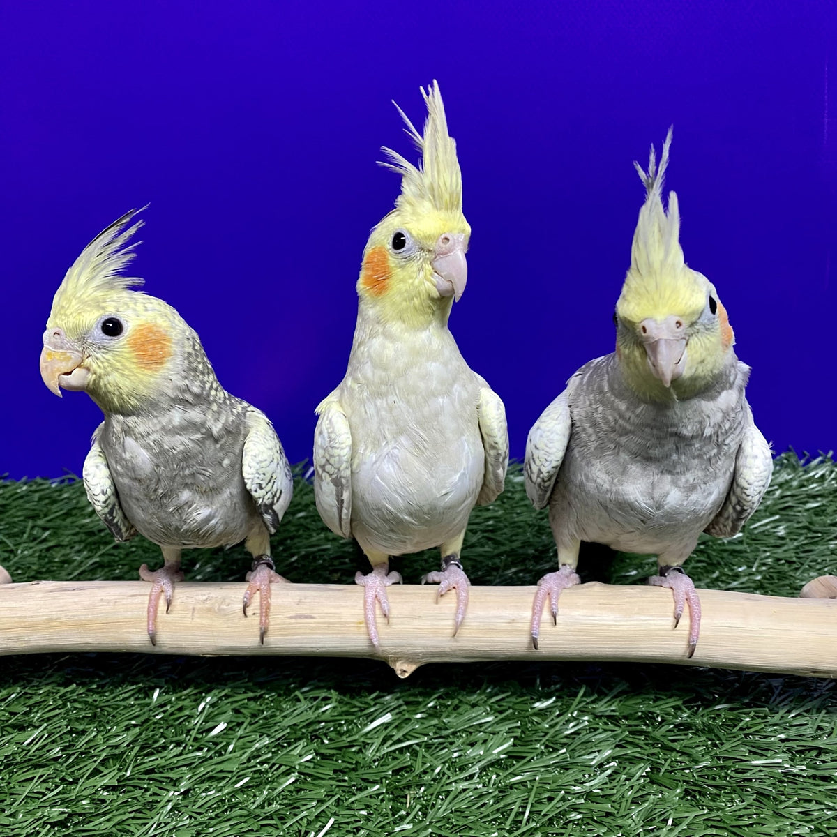 Pets at shop home cockatiel