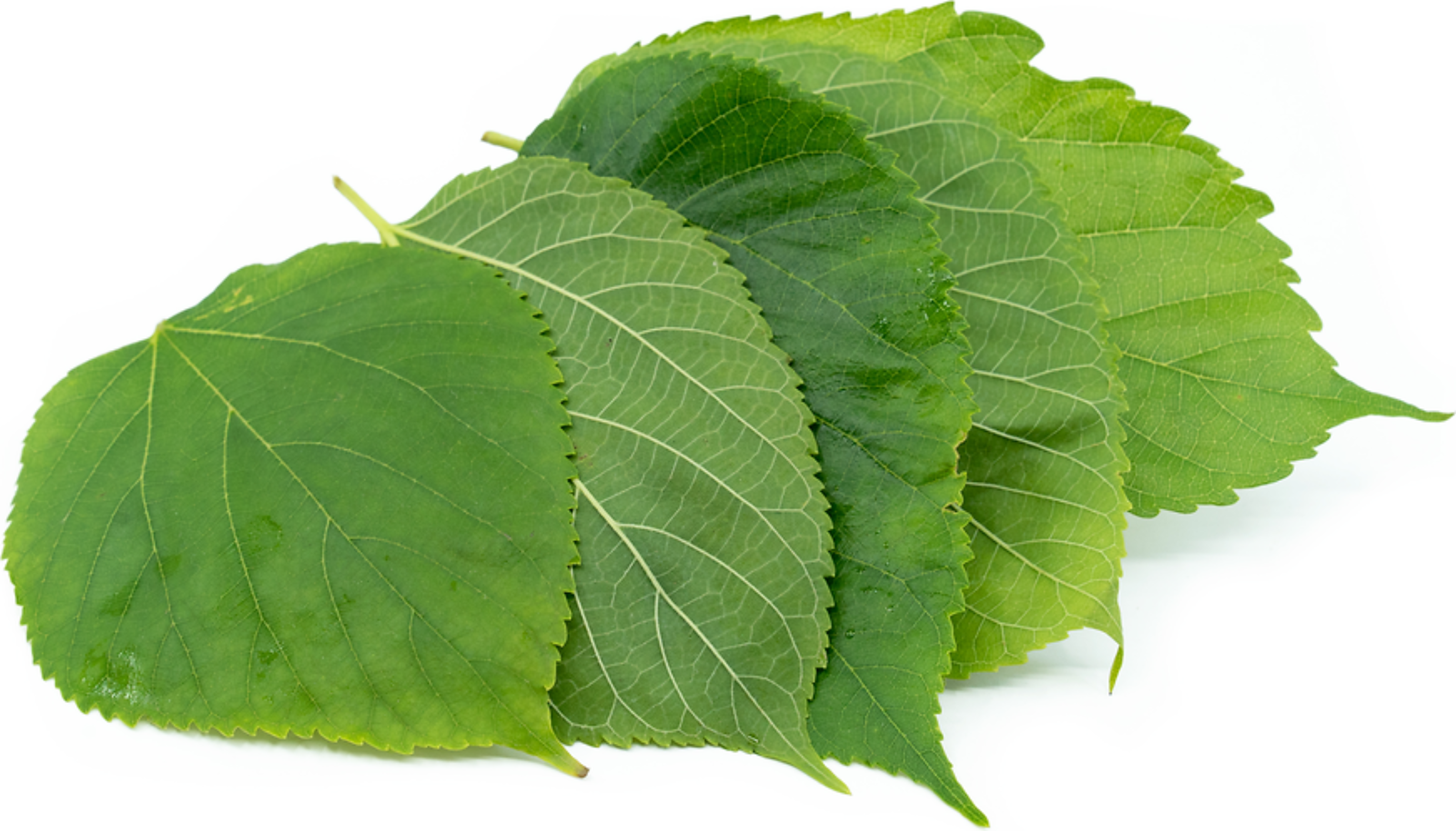 Mulberry Leaves