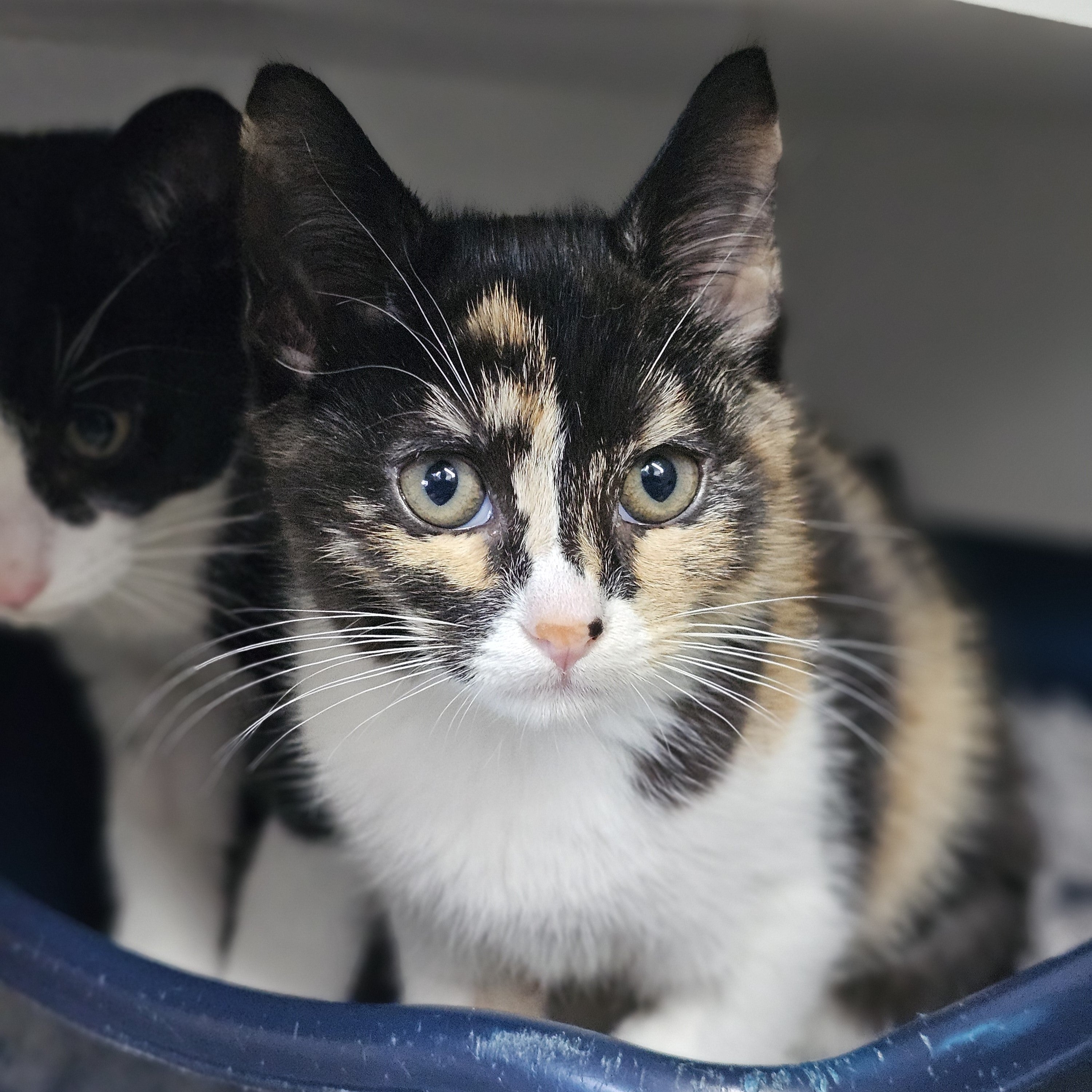 Buy Oracle is available for adoption! Online | Kellyville Pets