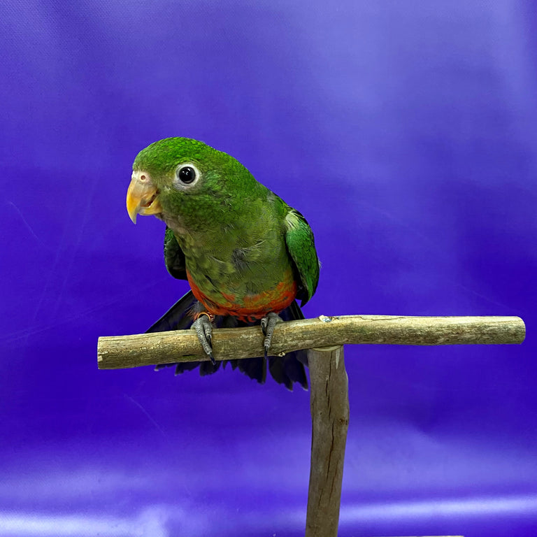 Birds For Sale | Kellyville Pets - Sydney