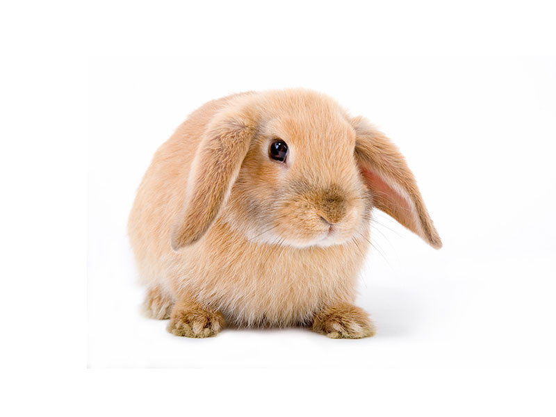 baby mini lop rabbit