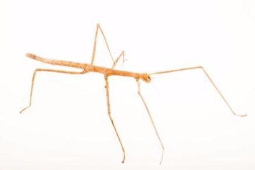 Stick insects shop for sale